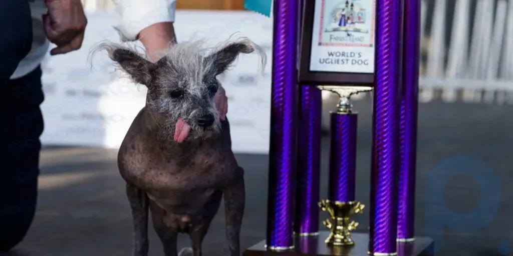 The ugliest dog of 2024 has been chosen in California. / ZAMONA